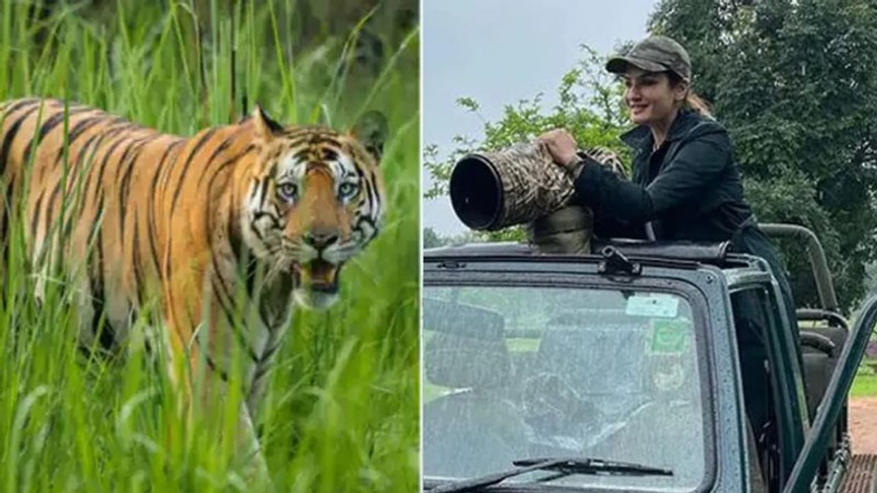 Traveling Tips: ಜಂಗಲ್ ಸಫಾರಿ ವೇಳೆ ಇದು ನೆನಪಿರಲಿ Traveling Tips: ಜಂಗಲ್ ಸಫಾರಿ ವೇಳೆ ಇದು ನೆನಪಿರಲಿ