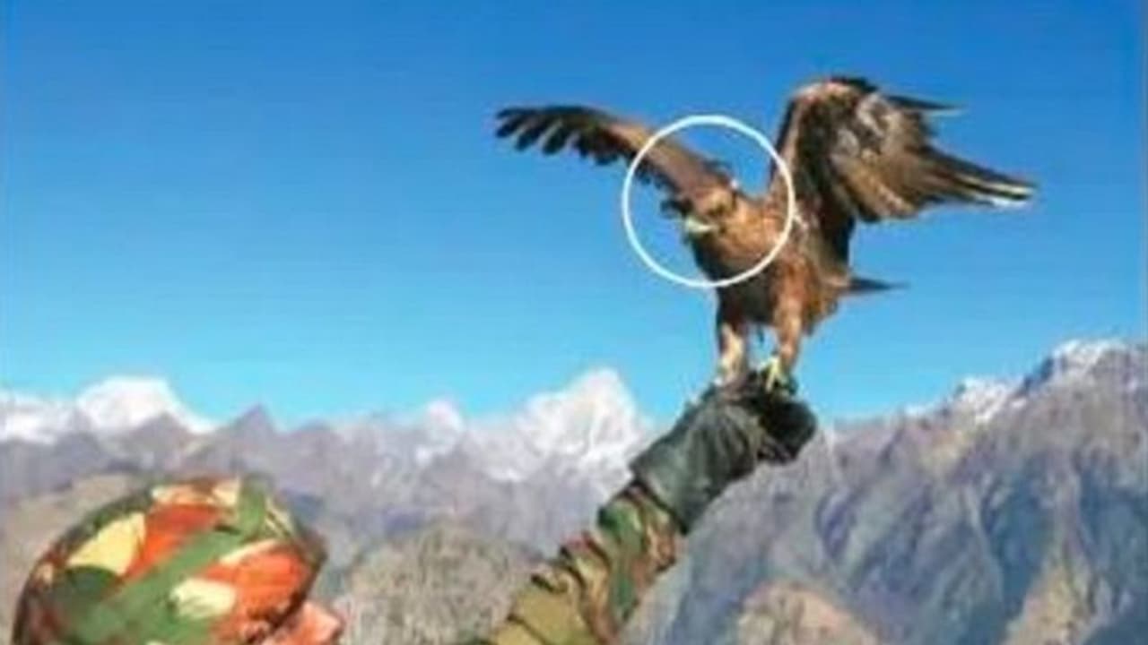 ಶತ್ರು ಡ್ರೋನ್‌ ಉರುಳಿಸಲು ಸೇನೆಯಿಂದ ಹದ್ದುಗಳಿಗೆ ಟ್ರೇನಿಂಗ್‌..!