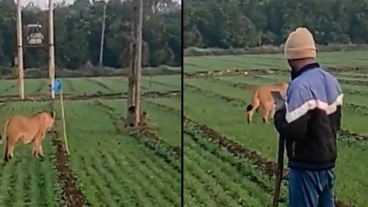 പാടത്ത് രണ്ട് സിംഹങ്ങൾ, ഒരു കൂസലുമില്ലാതെ തൊട്ടടുത്ത് ഒരു മനുഷ്യനും, വൈറലായി വീഡിയോ 