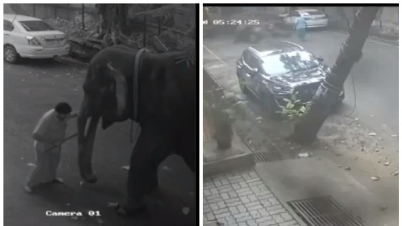 പ്രഭാതസവാരിക്കിടെ തളർന്നു വീണു; പുതുച്ചേരി ക്ഷേത്രത്തിലെ ആന ലക്ഷ്മി ചരിഞ്ഞു; കണ്ണീരോടെ ഓടിയെത്തി ഭക്തർ