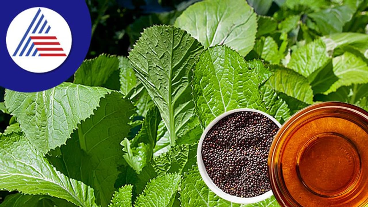 ಸಾಸಿವೆ ಎಣ್ಣೆಯಲ್ಲಷ್ಟೇ ಅಲ್ಲ ಸಾಸಿವೆ ಎಲೆಗಳಲ್ಲೂ ಇದೆ ಆರೋಗ್ಯ ಲಾಭ