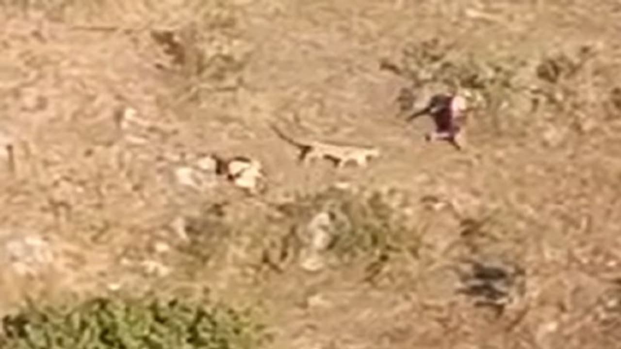 बिजली सी तेजी से आए तेंदुआ ने दो महिलाओं पर किया अटैक, Live Video में देखें कैसे लोगों ने शोर कर बचाई जान बिजली सी तेजी से आए तेंदुआ ने दो महिलाओं पर किया अटैक, Live Video में देखें कैसे लोगों ने शोर कर बचाई जान