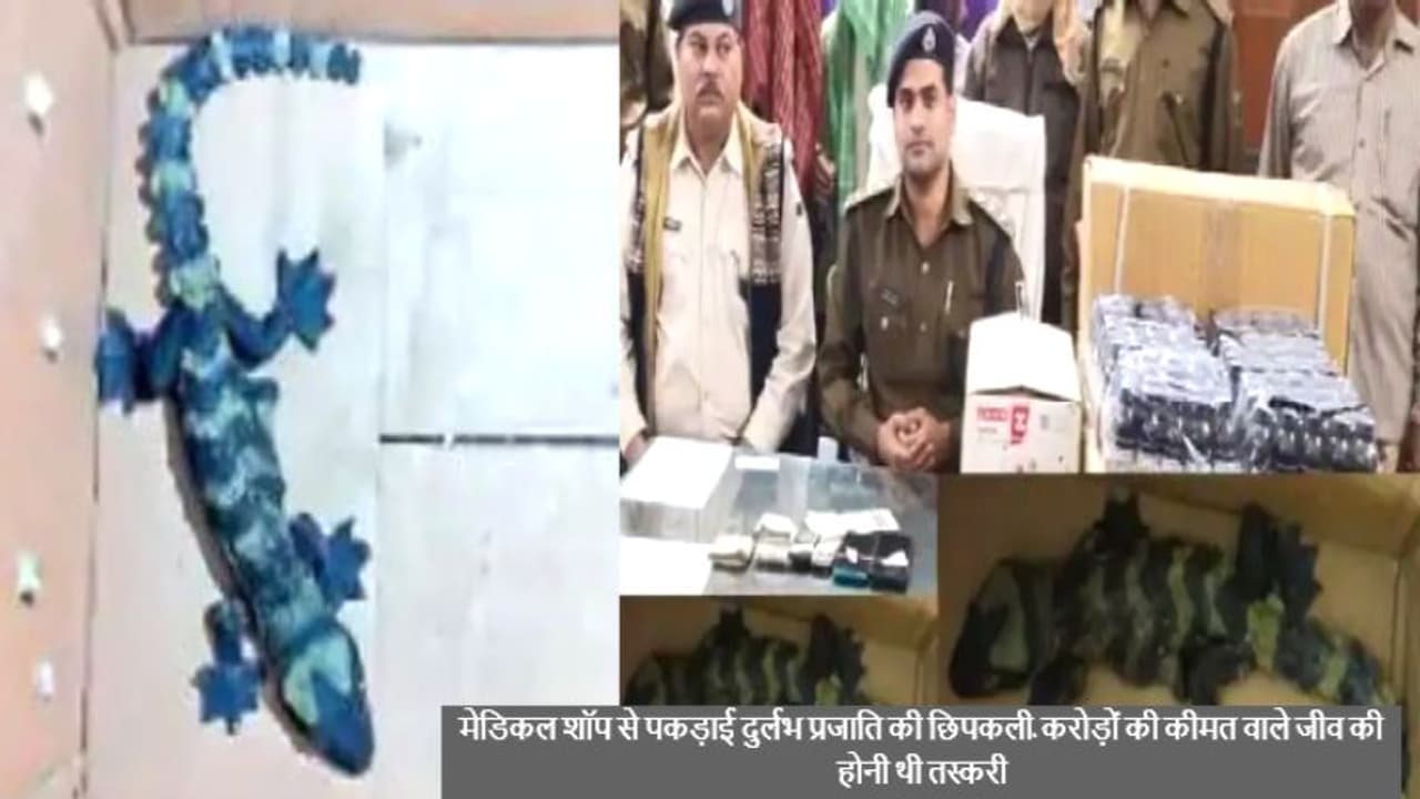 पूर्णिया मेडिकल शॉप में पकड़ाई दुर्लभ नस्ल की गेको छिपकली, कीमत जान आप हो जाएंगे हैरान, क्यों है ये इतनी महंगी पूर्णिया मेडिकल शॉप में पकड़ाई दुर्लभ नस्ल की गेको छिपकली, कीमत जान आप हो जाएंगे हैरान, क्यों है ये इतनी महंगी