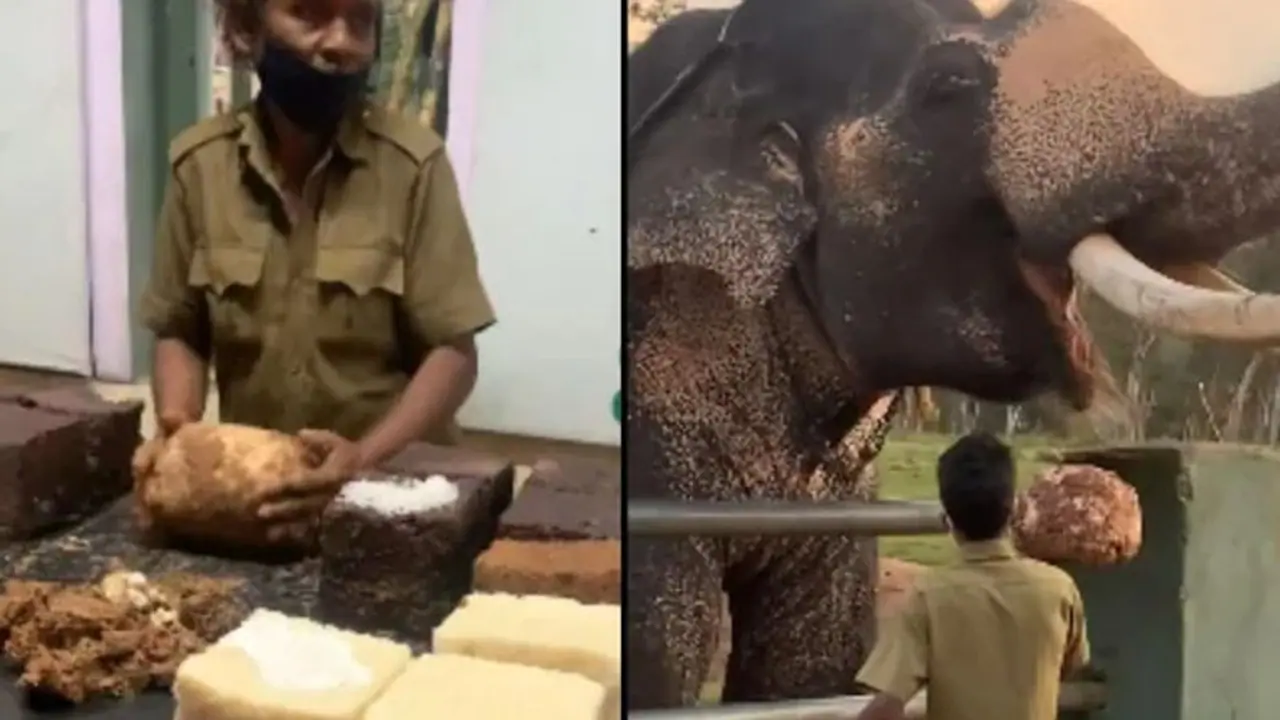 ಭೂರಿ ಭೋಜನವಿದು... ಆನೆಗೆ ಆಹಾರ ಹೇಗೆ ಸಿದ್ಧಪಡಿಸುತ್ತಾರೆ ಗೊತ್ತಾ? ವಿಡಿಯೋ