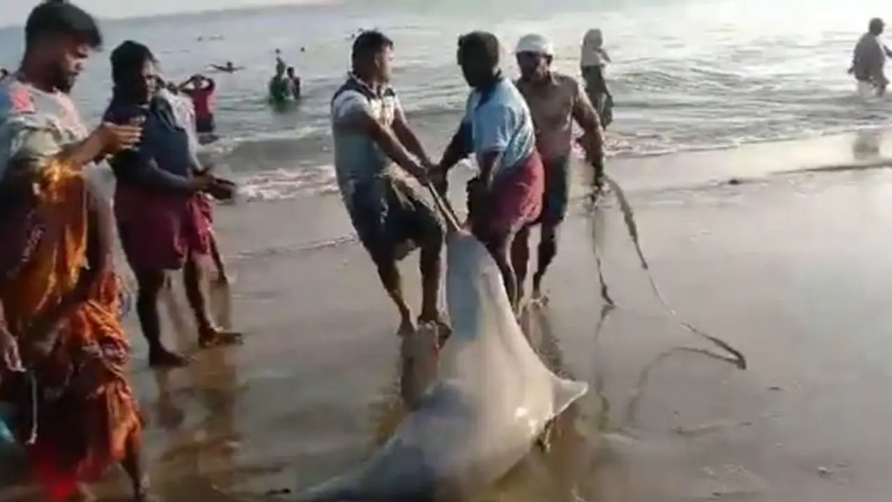 கீழக்கரையில் அரிய வகை 2 டால்பின்கள்; கடலில் சேர்த்த மீனவர்களுக்கு குவியும் பாராட்டு வைரல் வீடியோ! கீழக்கரையில் அரிய வகை 2 டால்பின்கள்; கடலில் சேர்த்த மீனவர்களுக்கு குவியும் பாராட்டு வைரல் வீடியோ!