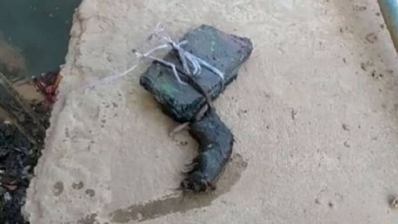 चूहे की पोस्टमार्टम रिपोर्ट आई सामने, डूबने से नहीं खराब फेफड़े और लिवर फेल होने से हुई मौत चूहे की पोस्टमार्टम रिपोर्ट आई सामने, डूबने से नहीं खराब फेफड़े और लिवर फेल होने से हुई मौत