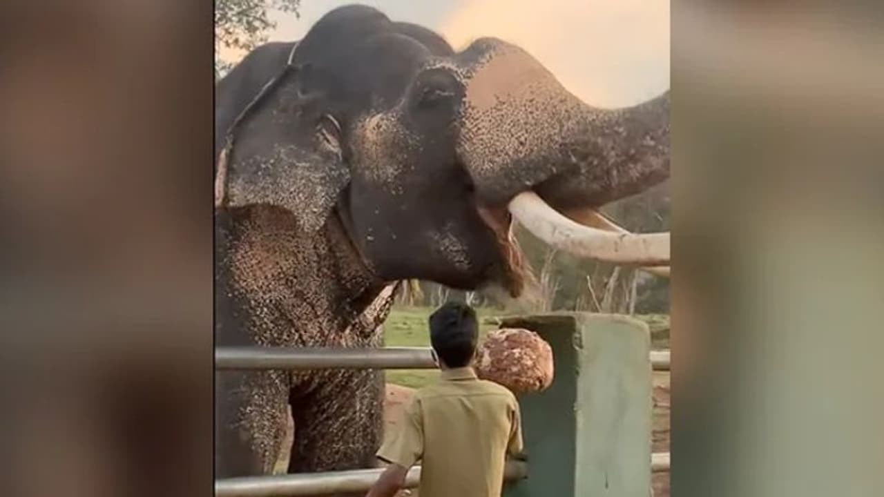 ഇങ്ങനെയാണ് ആനകളുടെ 'ബ്രേക്ക്ഫാസ്റ്റ്' തയ്യാറാക്കുന്നത്; വീഡിയോ കണ്ടുനോക്കൂ... ഇങ്ങനെയാണ് ആനകളുടെ 'ബ്രേക്ക്ഫാസ്റ്റ്' തയ്യാറാക്കുന്നത്; വീഡിയോ കണ്ടുനോക്കൂ...