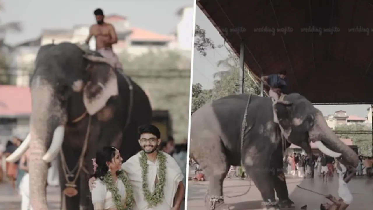 Newly wed Kerala couple's photoshoot captures elephant attack; video goes viral Newly wed Kerala couple's photoshoot captures elephant attack; video goes viral
