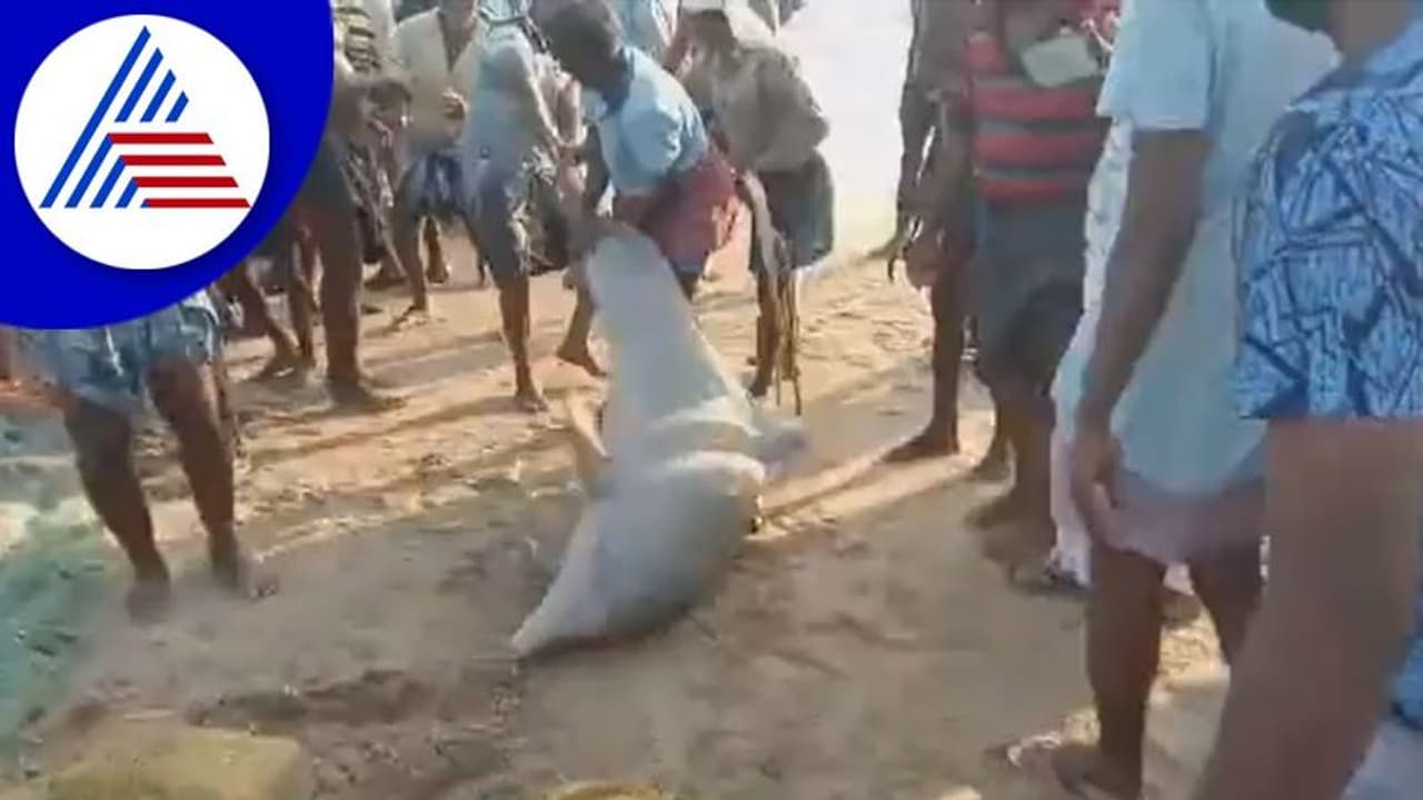 ಮೀನಿನ ಬಲೆಯಲ್ಲಿ ಸಿಲುಕಿದ ಡಾಲ್ಫಿನ್: ಮರಳಿ ಸಮುದ್ರಕ್ಕೆ ಬಿಟ್ಟ ಮೀನುಗಾರರು