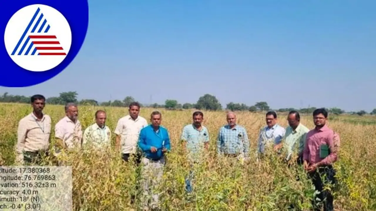 ತೊಗರಿ ಬೆಳೆಗೆ ನೆಟೆ ರೋಗ, ಟೈಕೋಡರ್ಮಾ ಸಿಂಪಡಿಸಲು ಸಲಹೆ ತೊಗರಿ ಬೆಳೆಗೆ ನೆಟೆ ರೋಗ, ಟೈಕೋಡರ್ಮಾ ಸಿಂಪಡಿಸಲು ಸಲಹೆ