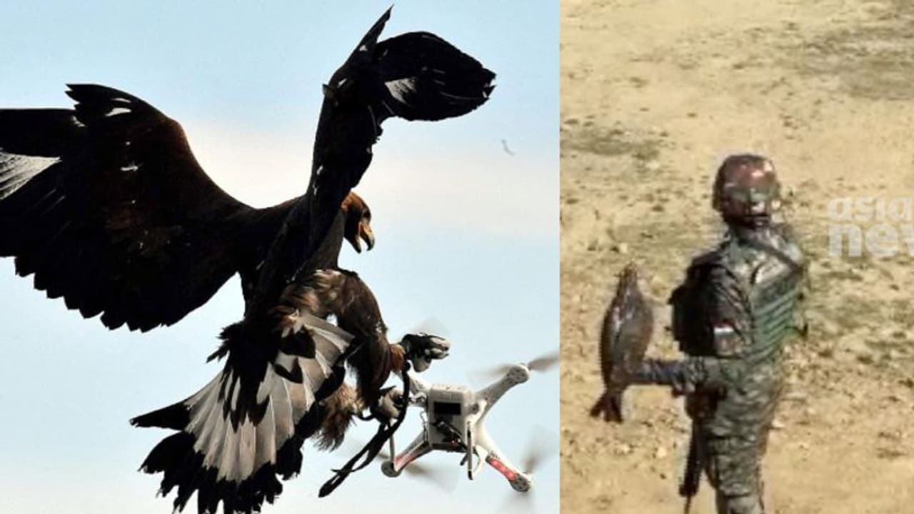 കാലിൽ നിരീക്ഷണ ക്യാമറ, പൊസിഷനിംഗ് സിസ്റ്റം ട്രാക്കർ; ശത്രു ഡ്രോണുകളെ തകർക്കാൻ പരുന്തുകളുടെ പ്രത്യേക സ്ക്വാഡ്