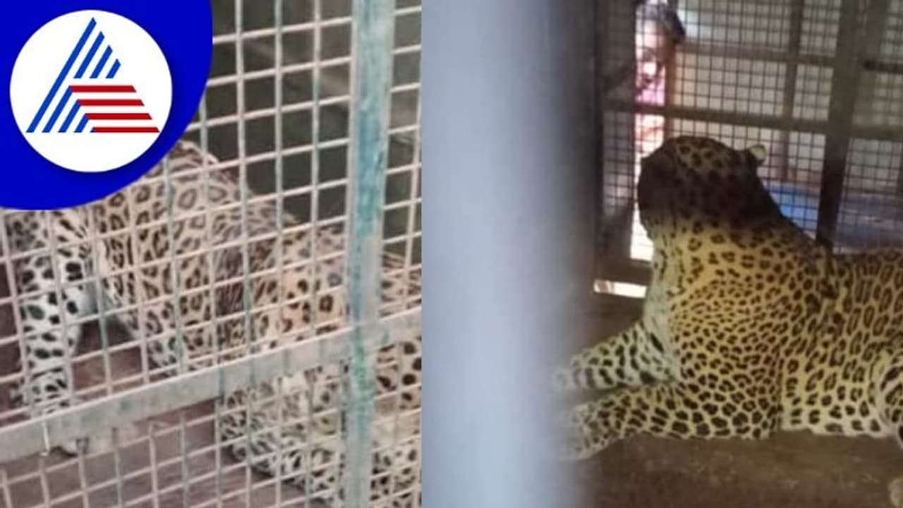 Shivamogga: ಭಯ ಹುಟ್ಟಿಸಿದ್ದ ಚಿರತೆ ಕೊನೆಗೂ ಬೋನಿಗೆ; ನಿಟ್ಟುಸಿರು ಬಿಟ್ಟ ಗ್ರಾಮಸ್ಥರು