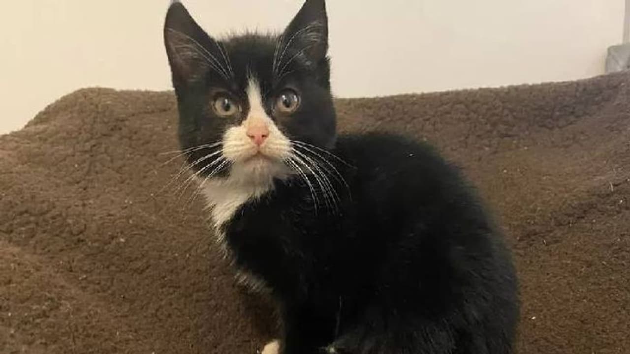 ലോറിയുടെ ബോണറ്റിൽ കയറി, പൂച്ച സഞ്ചരിച്ചത് 400 കിലോമീറ്റർ! ലോറിയുടെ ബോണറ്റിൽ കയറി, പൂച്ച സഞ്ചരിച്ചത് 400 കിലോമീറ്റർ!