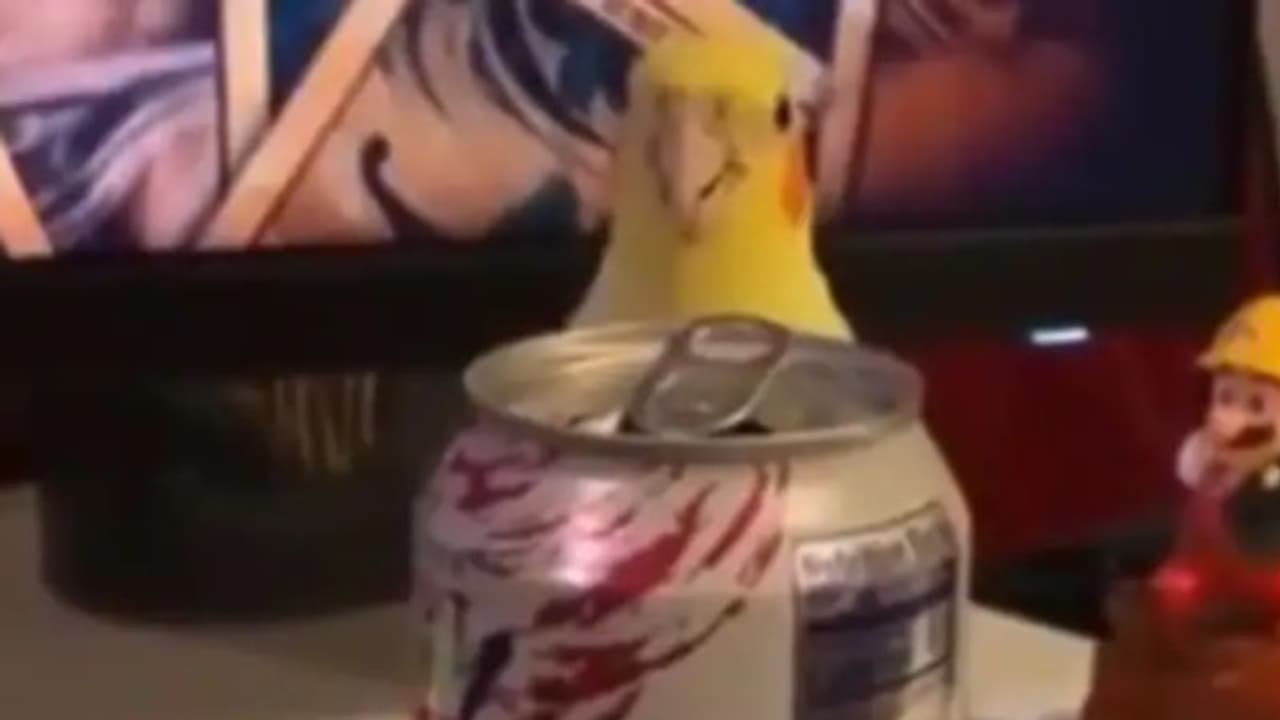 'ഒളിച്ചേ, കണ്ടേ' പറഞ്ഞ് കളിക്കുന്ന പക്ഷി; വൈറലായി വീഡിയോ 'ഒളിച്ചേ, കണ്ടേ' പറഞ്ഞ് കളിക്കുന്ന പക്ഷി; വൈറലായി വീഡിയോ