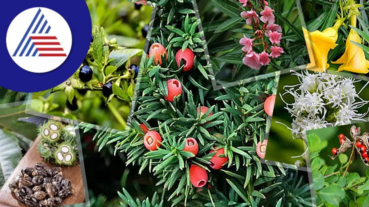Poisonous Plants: ವಿಷಕಾರಿ ಸಸ್ಯಗಳಿವು, ಅಪ್ಪಿತಪ್ಪಿಯೂ ಮನೆಯೊಳಗೆ ಇಡಬೇಡಿ !