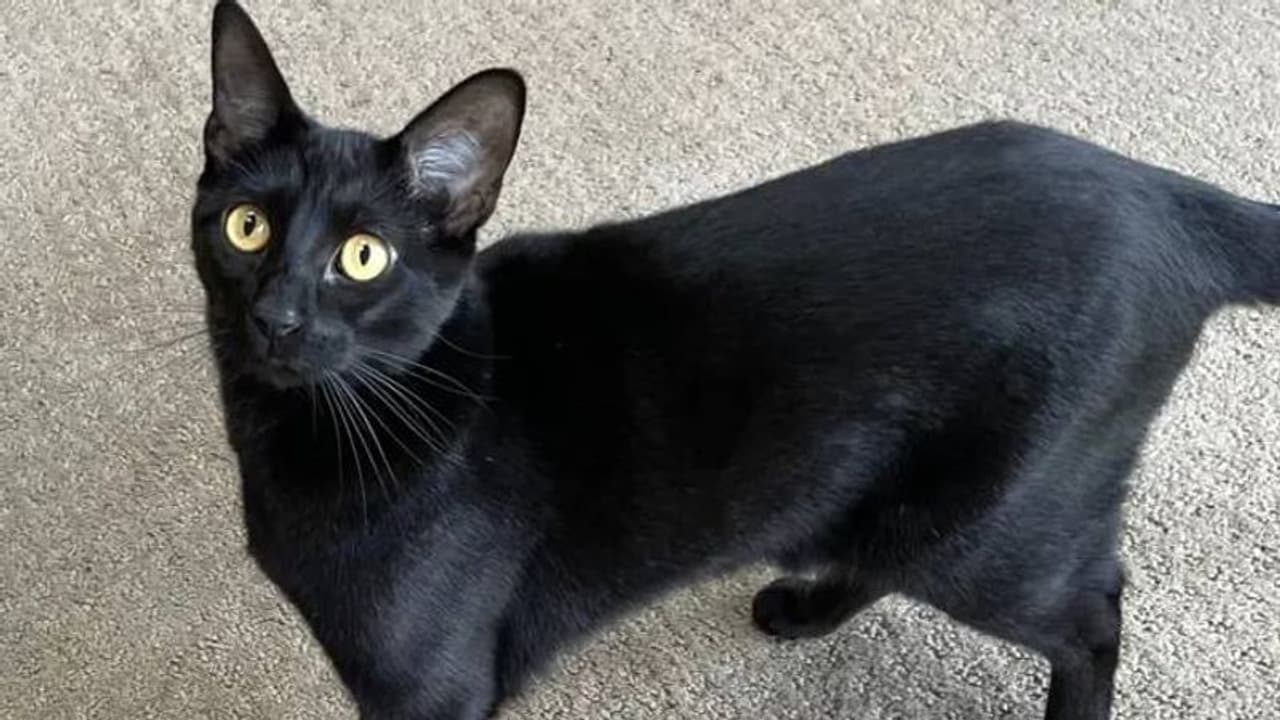 മീനാണെന്ന് കരുതി പൂച്ച വീട്ടിൽ കടിച്ചു കൊണ്ടുവന്ന വസ്തു കണ്ട് ഞെട്ടി വീട്ടുടമ മീനാണെന്ന് കരുതി പൂച്ച വീട്ടിൽ കടിച്ചു കൊണ്ടുവന്ന വസ്തു കണ്ട് ഞെട്ടി വീട്ടുടമ