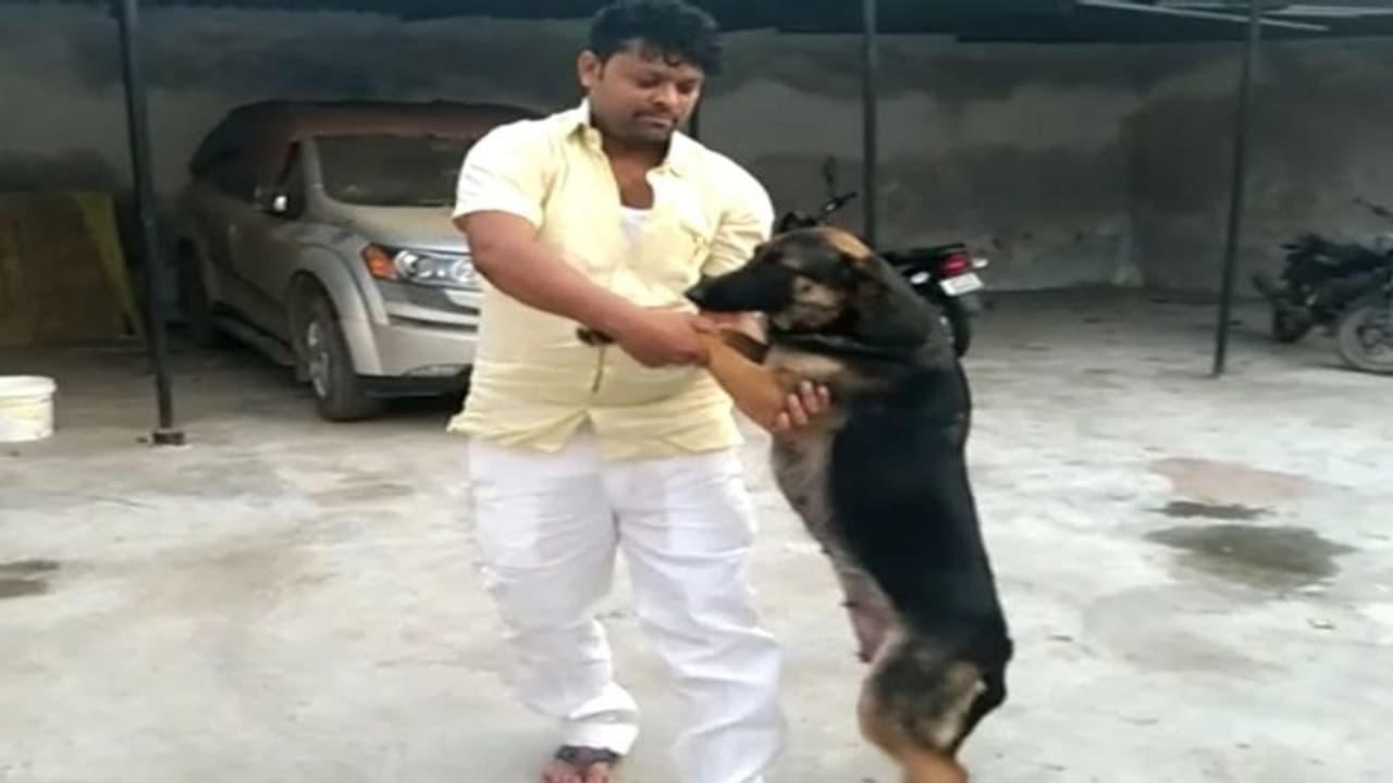 बस्ती में आवारा लड़कों की राह में रोड़ा बना कुत्ता, बेजुबान को मांस के टुकड़े में दे दिया जहर बस्ती में आवारा लड़कों की राह में रोड़ा बना कुत्ता, बेजुबान को मांस के टुकड़े में दे दिया जहर