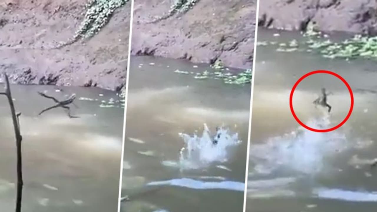 Watch: Reptile effortlessly walking on water leaves netizens surprised; viral video