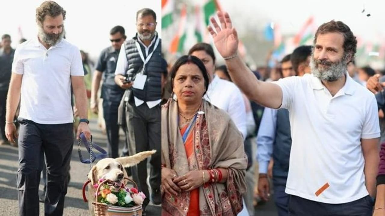 Bharat Jodo Yatra: दो कुत्तों को स्वागत करने आया देख खुश हुए राहुल गांधी, गुलदस्ता लेकर किया दुलार Bharat Jodo Yatra: दो कुत्तों को स्वागत करने आया देख खुश हुए राहुल गांधी, गुलदस्ता लेकर किया दुलार