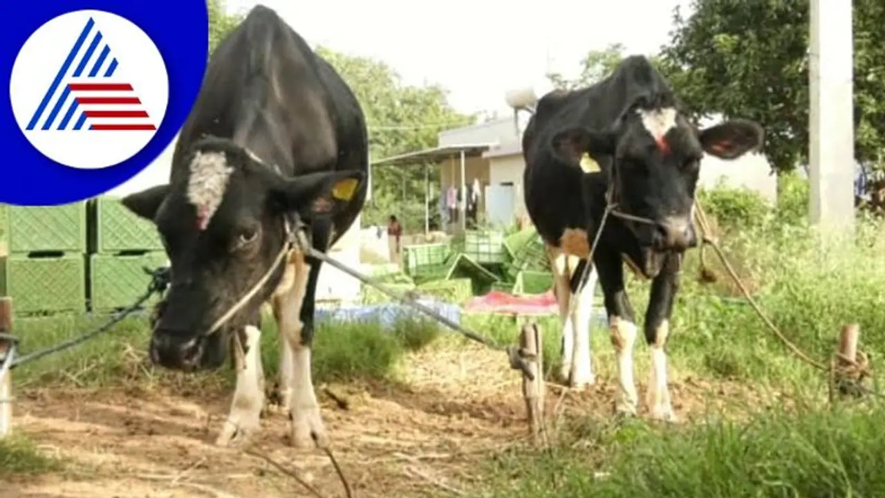 Kolara: ಹಸುಗಳಿಗೆ ಬೊಬ್ಬೆ ರೋಗ, ಹೈನುಗಾರಿಕೆ ನಂಬಿರುವ ಕುಟುಂಬಗಳಿಗೆ ಪೆಟ್ಟು! Kolara: ಹಸುಗಳಿಗೆ ಬೊಬ್ಬೆ ರೋಗ, ಹೈನುಗಾರಿಕೆ ನಂಬಿರುವ ಕುಟುಂಬಗಳಿಗೆ ಪೆಟ್ಟು!