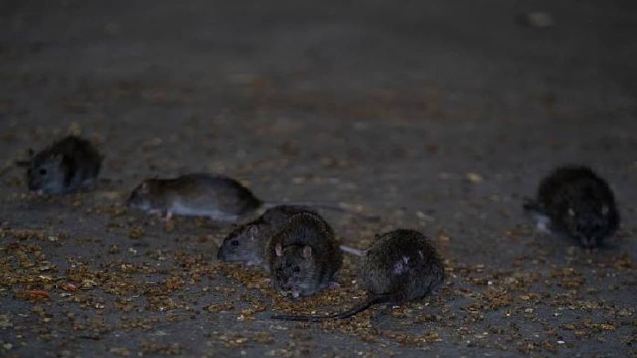 എലിയെ പിടിക്കാൻ ആളെ വേണം, ശമ്പളമായി 1.13 കോടി