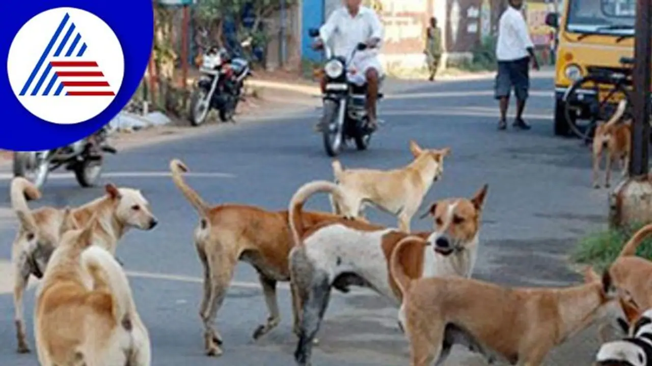 The curious case of declining stray dog population in Bengaluru