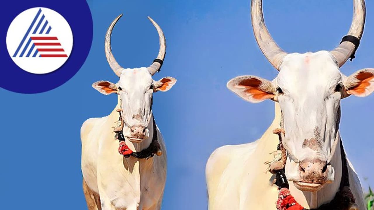 ಹಾವೇರಿ: ಕೊಬ್ಬರಿ ಹೋರಿ ಇನ್ನಿಲ್ಲ, ಕಂಬನಿ ಮಿಡಿದ ಅಭಿಮಾನಿಗಳು ಹಾವೇರಿ: ಕೊಬ್ಬರಿ ಹೋರಿ ಇನ್ನಿಲ್ಲ, ಕಂಬನಿ ಮಿಡಿದ ಅಭಿಮಾನಿಗಳು