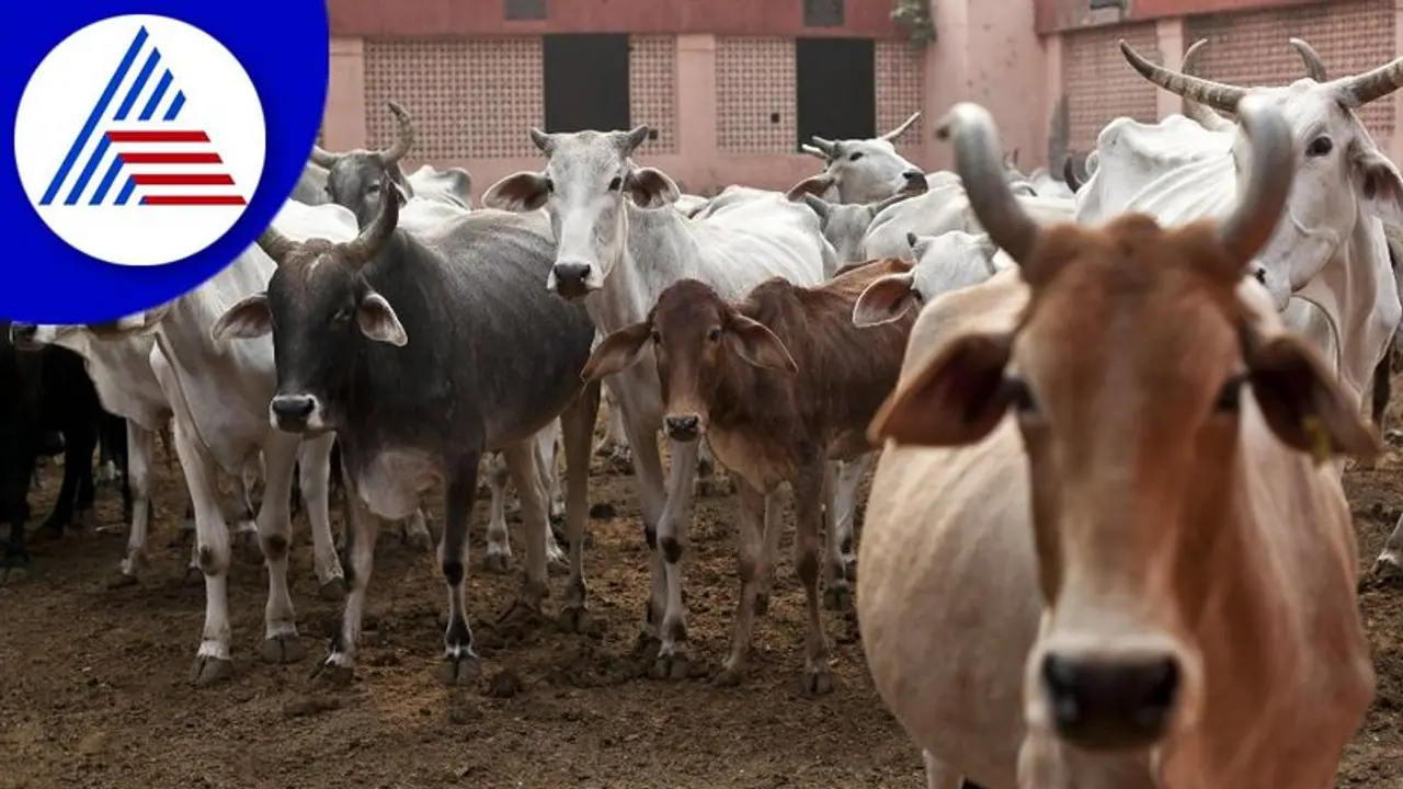 ಮನುಷ್ಯರಿಗೆ ಬೆರಳಚ್ಚಿನ ರೀತಿ ಪ್ರಾಣಿಗಳ ಮಾಹಿತಿಗೆ ಮೂಗಿನ ಅಚ್ಚು! ಮನುಷ್ಯರಿಗೆ ಬೆರಳಚ್ಚಿನ ರೀತಿ ಪ್ರಾಣಿಗಳ ಮಾಹಿತಿಗೆ ಮೂಗಿನ ಅಚ್ಚು!