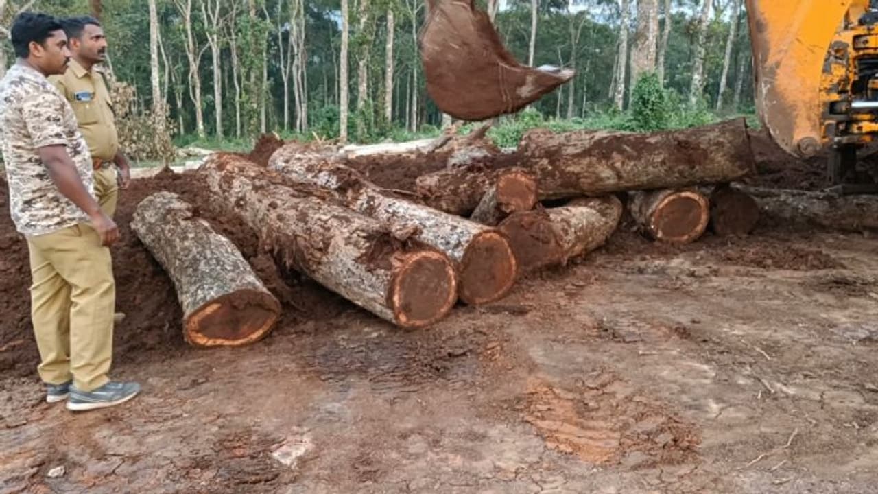 പഞ്ചായത്ത് അംഗത്തിന്റെ തടിവെട്ട് കേസ്; തുടർ അന്വേഷണം വൈകുന്നുവെന്ന് ബിജെപിയുടെ ആരോപണം പഞ്ചായത്ത് അംഗത്തിന്റെ തടിവെട്ട് കേസ്; തുടർ അന്വേഷണം വൈകുന്നുവെന്ന് ബിജെപിയുടെ ആരോപണം