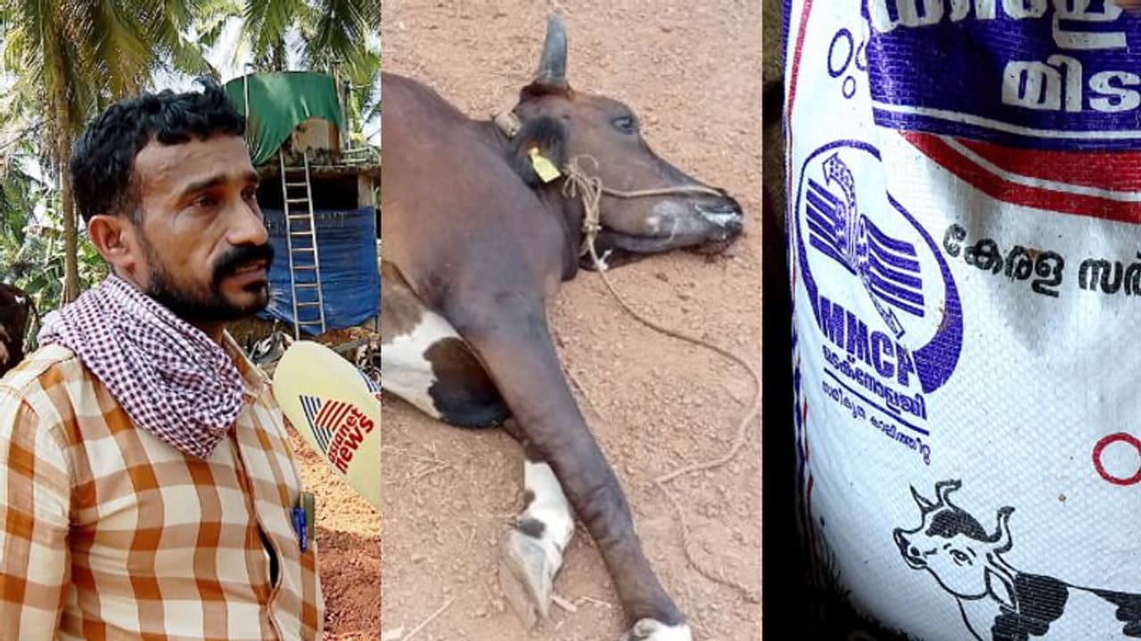 കേരള ഫീഡ്സിന്റെ കാലിത്തീറ്റ കഴിച്ചു; കണ്ണൂരില് 3 പശുക്കളും 5 കിടാങ്ങളും ചത്തു, അന്വേഷിക്കുമെന്ന് മന്ത്രി കേരള ഫീഡ്സിന്റെ കാലിത്തീറ്റ കഴിച്ചു; കണ്ണൂരില് 3 പശുക്കളും 5 കിടാങ്ങളും ചത്തു, അന്വേഷിക്കുമെന്ന് മന്ത്രി