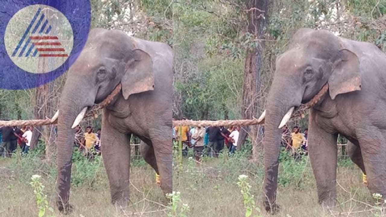 ಮೂಡಿಗೆರೆಯ ತಳವಾರದಲ್ಲಿ ಪುಂಡಾನೆ ಸೆರೆ, ಇನ್ನೊಂದು ಪರಾರಿ