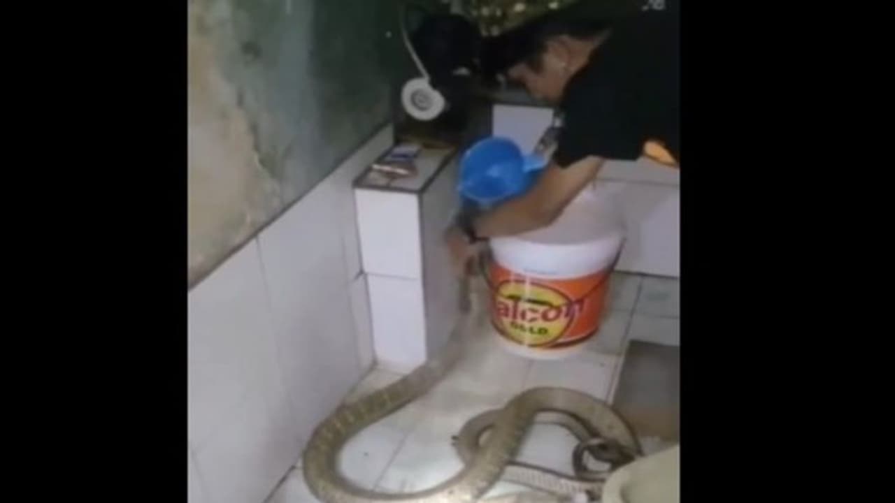 వార్నీ.. నాగుపాముకు స్నానం చేయించిన యువకుడు.. వీడియో వైరల్.. నెటిజన్లు షాక్.. 