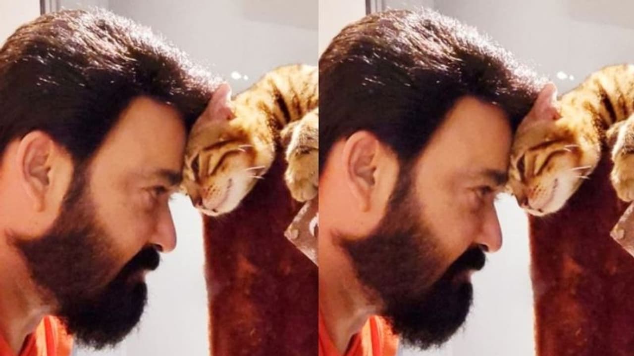 പ്രിയ പെറ്റിനൊപ്പം മോഹന്ലാല്; 'സമ്മർ ഇൻ ബത്ലഹേമിലെ പൂച്ച ആണോ'ന്ന് ആരാധകർ പ്രിയ പെറ്റിനൊപ്പം മോഹന്ലാല്; 'സമ്മർ ഇൻ ബത്ലഹേമിലെ പൂച്ച ആണോ'ന്ന് ആരാധകർ