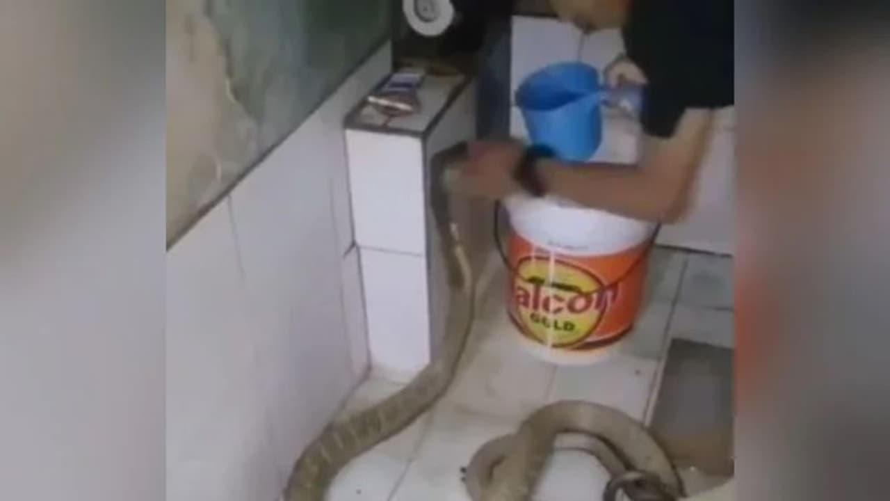 பாம்பை குளிப்பாட்டும் நபர்… படமெடுத்து ஆடும் நாகம்… இணையத்தில் வீடியோ வைரல்!!