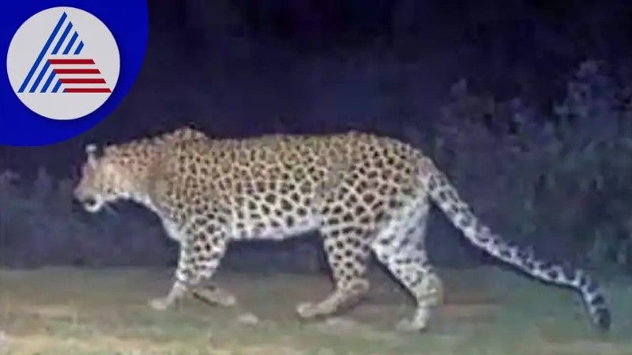 Bengaluru: ಇನ್ನೂ ಪತ್ತೆಯಾಗದ ಚಿರತೆ; ಆತಂಕದಲ್ಲಿ ಜನ