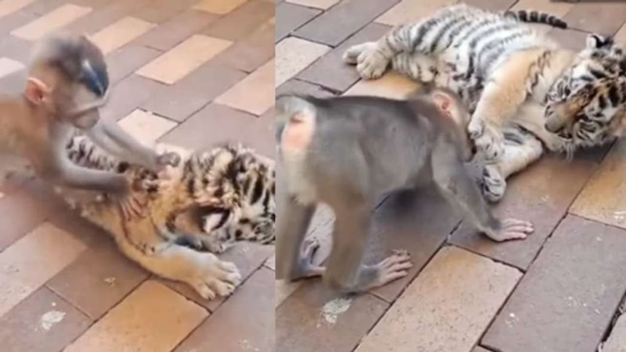 കടുവക്കുട്ടിയുമായി കളിക്കുന്ന കുട്ടി കുരങ്ങന്; വൈറലായി വീഡിയോ കടുവക്കുട്ടിയുമായി കളിക്കുന്ന കുട്ടി കുരങ്ങന്; വൈറലായി വീഡിയോ