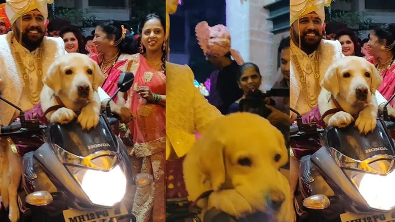 ಶ್ವಾನದೊಂದಿಗೆ ಹೊಸ ಜೀವನಕ್ಕೆ ಎಂಟ್ರಿ ಕೊಟ್ಟ ಮದುಮಗ..!