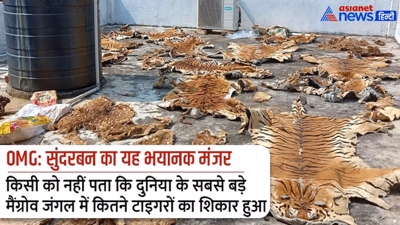 OMG: दुनिया के सबसे बड़े मैंग्रोव फॉरेस्ट का यह हाल, कोई नहीं जानता कितने बाघों की इस तरह खालें खींच ली गईं