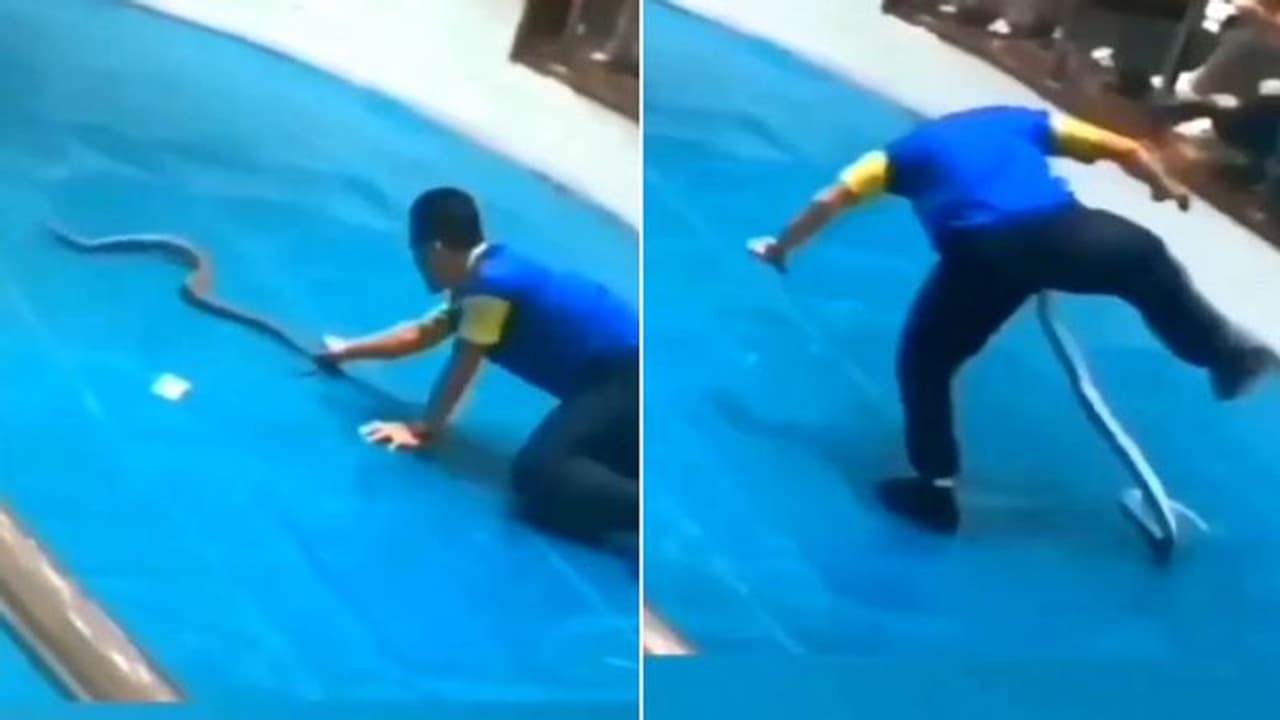 பாம்பின் வாலை இழுத்த இளைஞரை ‘அந்த’ இடத்தில் கடித்த துணிவான பாம்பு வைரல் வீடியோ ! பாம்பின் வாலை இழுத்த இளைஞரை ‘அந்த’ இடத்தில் கடித்த துணிவான பாம்பு வைரல் வீடியோ !