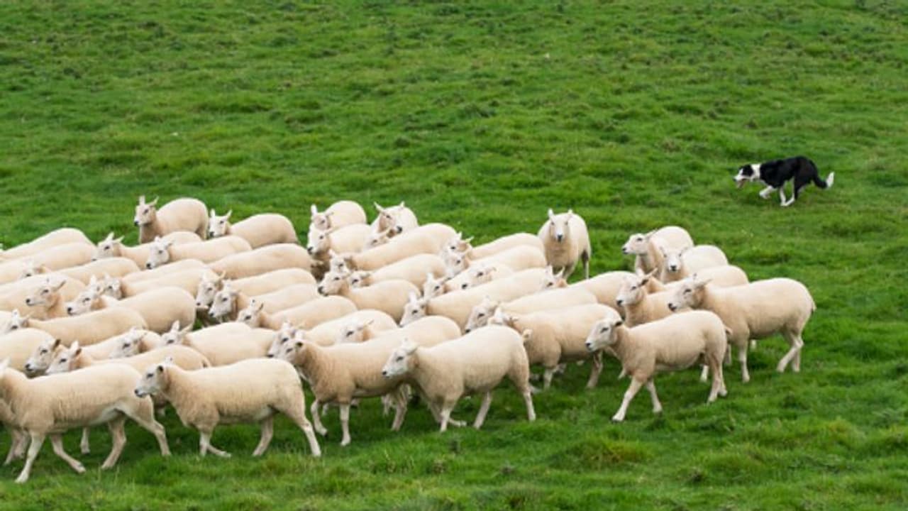 ഉത്തരാഖണ്ഡില്‍ ആട്ടിന്‍പറ്റത്തിന് മേല്‍ ഇടിമിന്നല്‍ പ്രഹരം, 350 ആടുകള്‍ ചത്തു