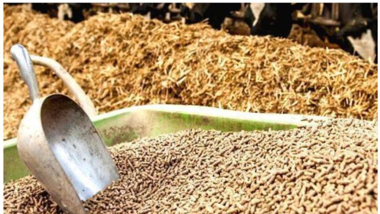 കാലിത്തീറ്റയുടെ വില കുത്തനെ കൂടി,പാൽ വില വർധനയുടെ ഗുണം കിട്ടുന്നില്ല; പരാതിയുമായി കർഷകർ കാലിത്തീറ്റയുടെ വില കുത്തനെ കൂടി,പാൽ വില വർധനയുടെ ഗുണം കിട്ടുന്നില്ല; പരാതിയുമായി കർഷകർ