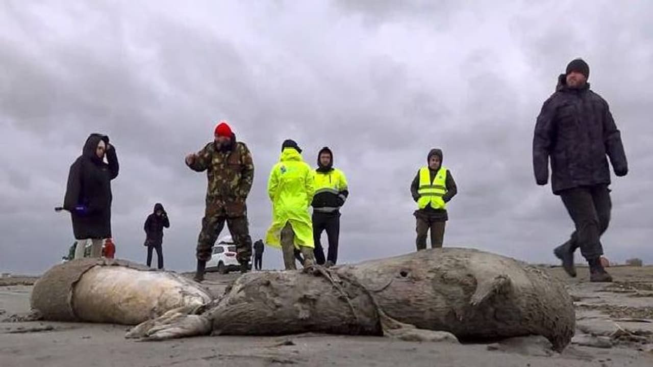 ചത്തനിലയിൽ കടൽത്തീരത്തടിഞ്ഞത് 2500 സീലുകൾ, കാരണം ദുരൂഹം ചത്തനിലയിൽ കടൽത്തീരത്തടിഞ്ഞത് 2500 സീലുകൾ, കാരണം ദുരൂഹം