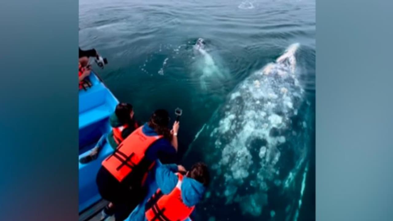 ബോട്ടിനരികില്‍ എത്തിയത് കൂറ്റന്‍ തിമിംഗലങ്ങൾ; വൈറലായി വീഡിയോ