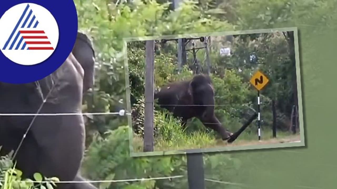 ಈ ಆನೆಗೆಷ್ಟು ಬುದ್ಧಿ ನೋಡಿ: ನಿಧಾನವಾಗಿ ವಿದ್ಯುತ್ ಬೇಲಿ ನೆಲಕ್ಕೆ ಕೆಡವಿದ ಮದಗಜ