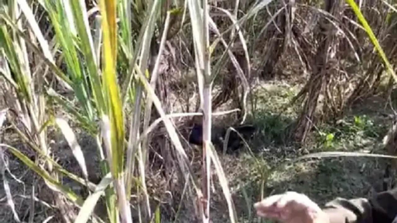 मेरठ में गन्ने के खेत में मिली 10 साल के किशोर की सिरकटी लाश, शव को नोंच रहे थे कुत्ते मेरठ में गन्ने के खेत में मिली 10 साल के किशोर की सिरकटी लाश, शव को नोंच रहे थे कुत्ते