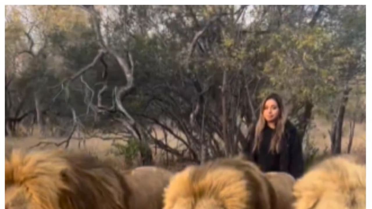 సింహాలతో ఆట.. మూడు సింహాల వెంట నడిచి వెళ్లుతున్న మహిళ వీడియో వైరల్