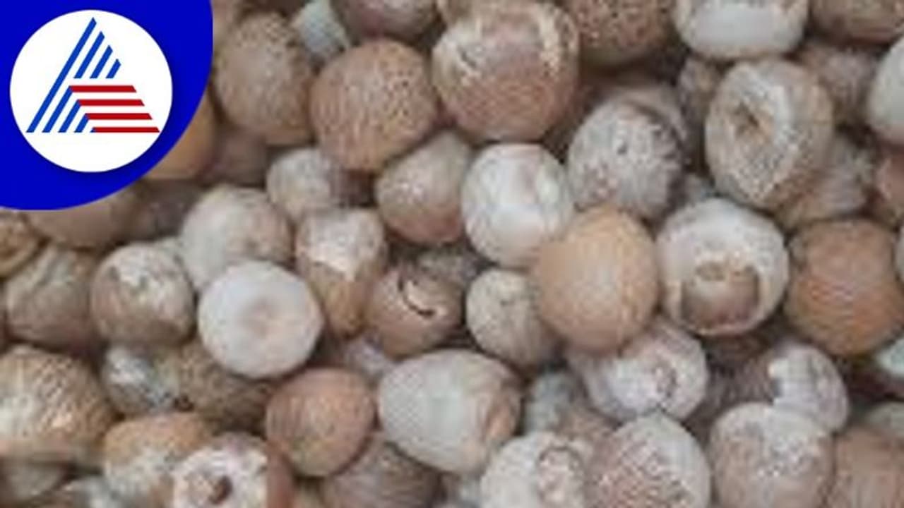 ಅಡಕೆ ಬೆಳೆಗಾರರಿಗೆ ಶಾಕ್ : ಶ್ರೀಲಂಕಾದಿಂದ 5 ಲಕ್ಷ ಟನ್ ಆಮದಿಗೆ ಕಂಪನಿ ಒಪ್ಪಂದ ಅಡಕೆ ಬೆಳೆಗಾರರಿಗೆ ಶಾಕ್ : ಶ್ರೀಲಂಕಾದಿಂದ 5 ಲಕ್ಷ ಟನ್ ಆಮದಿಗೆ ಕಂಪನಿ ಒಪ್ಪಂದ