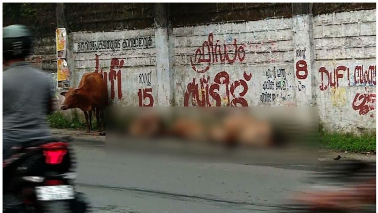 എറണാകുളത്ത് പശുക്കൾ കൂട്ടത്തോടെ ചത്ത നിലയിൽ എറണാകുളത്ത് പശുക്കൾ കൂട്ടത്തോടെ ചത്ത നിലയിൽ