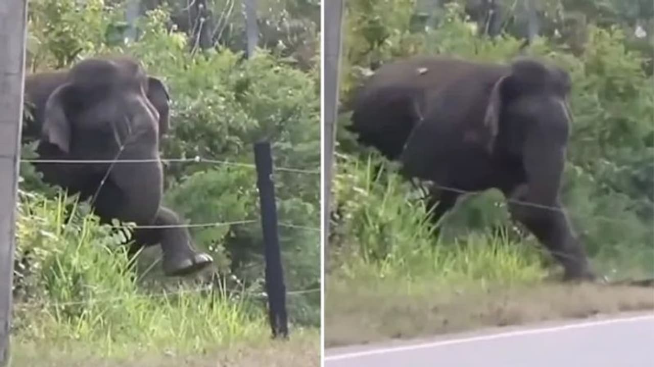ഇലക്ട്രിക് വേലി 'ബുദ്ധിപൂര്വം' മറികടക്കുന്ന ആന; വീഡിയോ കാണാം... ഇലക്ട്രിക് വേലി 'ബുദ്ധിപൂര്വം' മറികടക്കുന്ന ആന; വീഡിയോ കാണാം...