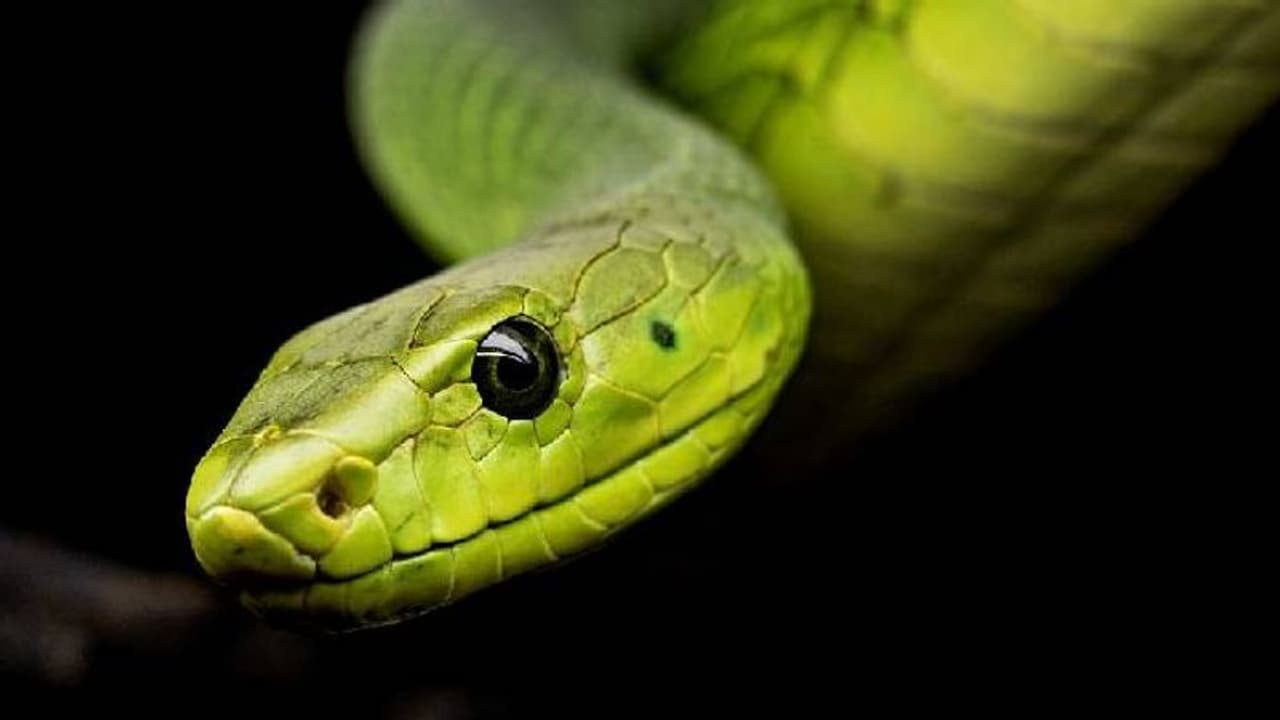 ശവശരീരത്തിനുള്ളിൽ ജീവനുള്ള പാമ്പ്! വിറച്ചുപോയ അനുഭവം പങ്കുവച്ച് ഓട്ടോപ്‍സി ടെക്നീഷ്യൻ